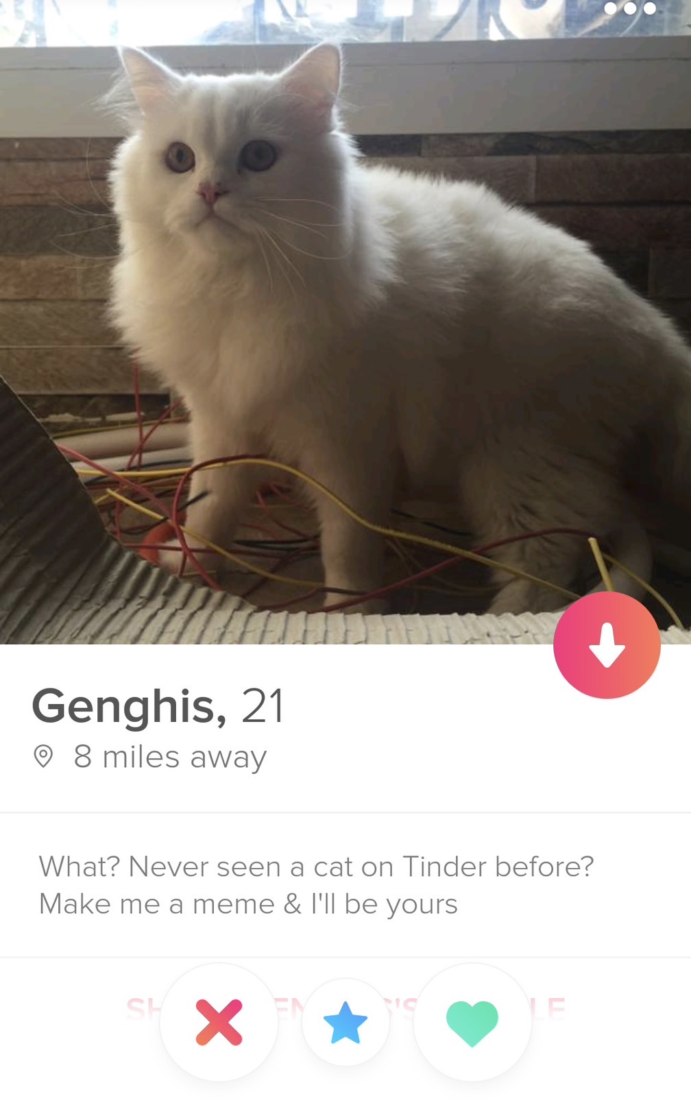 cat tinder